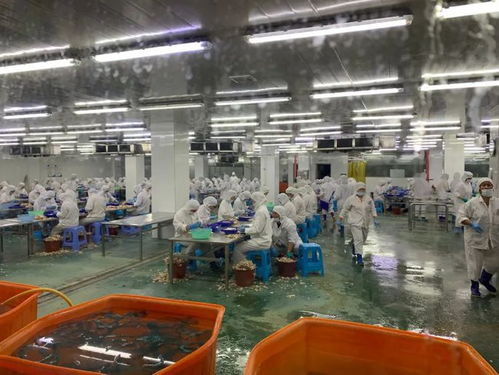 牛蛙豪華工廠登陸美國媒體，海之味引領循環水養殖新標準